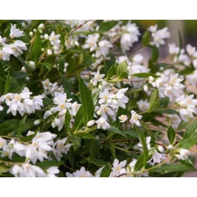 YUKI SNJEŽNI CVIJET BIJELI FLOWER C