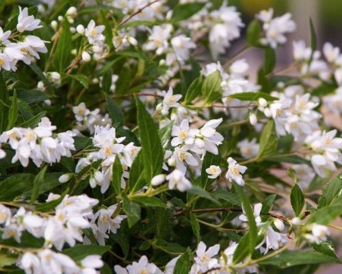 YUKI SNJEŽNI CVIJET BIJELI FLOWER C
