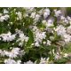 YUKI SNJEŽNI CVIJET BIJELI FLOWER C