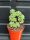 Aichryson tortuosum 367
