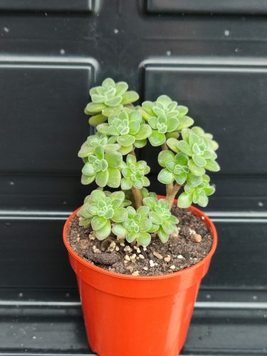 Aichryson tortuosum 367