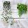 ZVJEZDASTA CEROPEGIJA I SENECIO ROWLEYANUS U DONICAMA 11cm