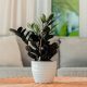 Sadnica Zamioculcas Crni U Prekrasnoj Posudi Volumena 1-2 Litre