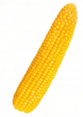 Corn Legion sjeme silaže zrna FAO 260