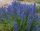  Echium sjemenke 100 g