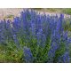 Echium sjemenke 100 g