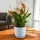 Spathiphyllum MAKE UP spathiphyllum Crveni Savršeno za Svaku Prigodu