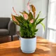 Spathiphyllum MAKE UP spathiphyllum Crveni Savršeno za Svaku Prigodu