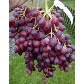    Vinova loza Kishmisz VELLES, sadnica u posudi 3-5l, 100-120 cm