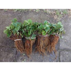    Šumske jagode i jagode Patrycja, sadnica s golim korijenom, 8-12 cm 10kom