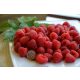  Maline i kupine DelNiwa 30-40 cm