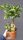 Citrus japonica Kumkvat u posudi od 1-2 litre