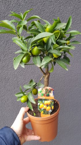 Citrus japonica Kumkvat u posudi od 1-2 litre