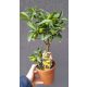 Citrus japonica Kumkvat u posudi od 1-2 litre