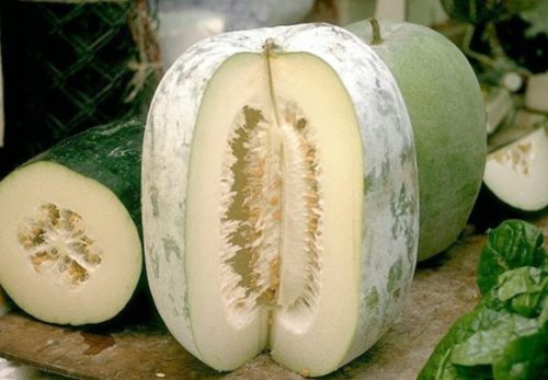 ZIMSKI MELON BENINKAZA POVRĆE 10 SJEM
