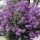 Lagerstroemia ljubičasta Petite Orchid 20-40cm P9