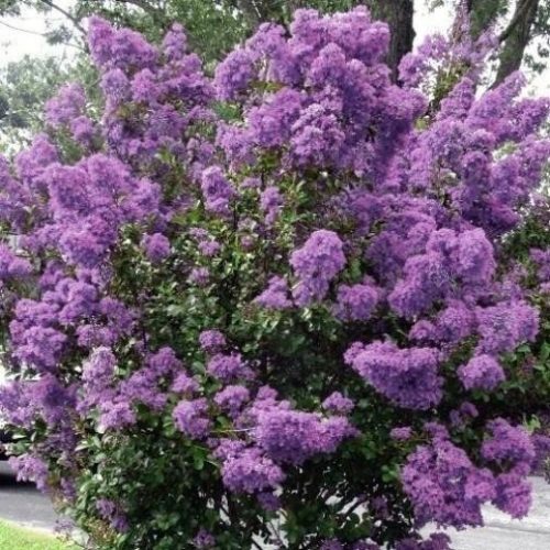 Lagerstroemia ljubičasta Petite Orchid 20-40cm P9