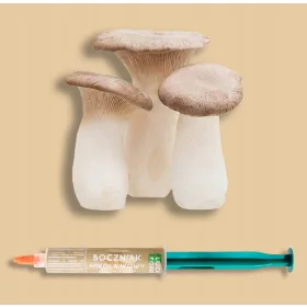  POLISH OYSTER MUS - Tekući micelij 10 ML