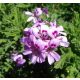 GERANIUM ANGINKA - sadnice u teglicama