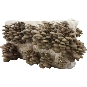  Mycelium Planto bukovača bala 15 kg