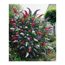 Tricolor budleja TROBOJNA - PREMIJERNO SJEME