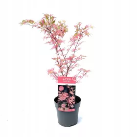 Klon palmowy Acer palmatum Taylor 60-70 CM +