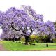 Paulownia tomentosa carsko drvo sreće P9