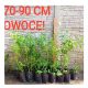 Borovnica Bluecrop - Slatka i plodna sorta borovnice u posudi 1-2l, visine 60-90 cm