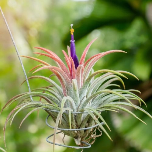 ZRAČNE BILJKE - Tillandsia - Jesen - IONANTHA ED