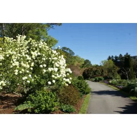 Viburnum Japonicum sjajnih bijelih listova Veliki 3L