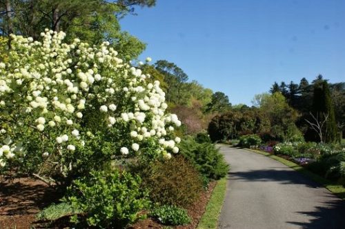 Viburnum Japonicum sjajnih bijelih listova Veliki 3L