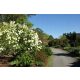 Viburnum Japonicum sjajnih bijelih listova Veliki 3L