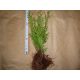 THUJA SMARAGD SJEDNE 30CM - 2 GODINE - 100 KOM