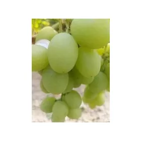  PIESNIA sadnica vinove loze u posudi 3-5l, 100-120 cm