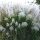 KLEINE SILBERSPINNE Miscanthus Sadnica u posudi od 2l