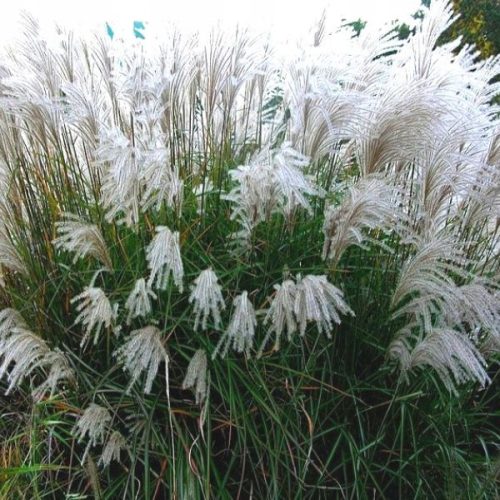 KLEINE SILBERSPINNE Miscanthus Sadnica u posudi od 2l