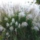 KLEINE SILBERSPINNE Miscanthus Sadnica u posudi od 2l