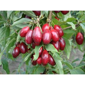   Deren jadalny 'Shan' u posudi 3-5l, visine 60-80 cm