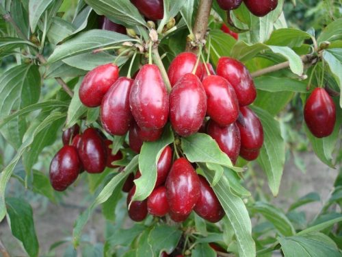 Deren jadalny 'Shan' u posudi 3-5l, visine 60-80 cm