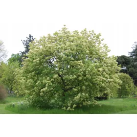 Jasen Mann - Fraxinus ornus sadnica P9
