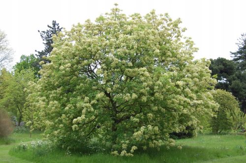 Jasen Mann - Fraxinus ornus sadnica P9