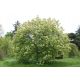 Jasen Mann - Fraxinus ornus sadnica P9