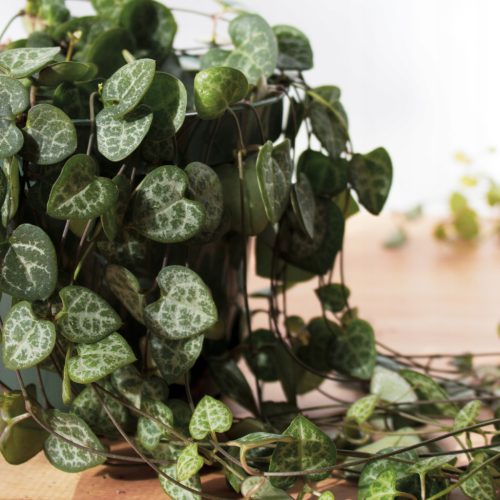 Sadnica Ceropegia Woodii u posudi od 0,5 litara