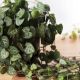 Sadnica Ceropegia Woodii u posudi od 0,5 litara