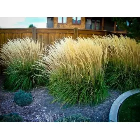 CALAMAGROSTIS TRZCINNIK KARL FOERSTER SJETVA 2G