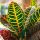 Trokutasta biljka Codiaeum variegatum 'Petra' - Kroton Trokutija