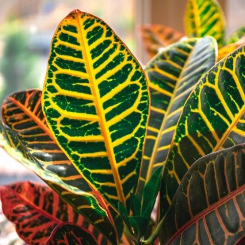 Trokutasta biljka Codiaeum variegatum 'Petra' - Kroton Trokutija