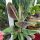 Bananowiec patuljasti Dwarf Cavendish u posudi od 2-3 litre