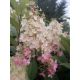 Hortenzija Bukiet Candelight u Posudi 3-5l, Visine 50-70 cm