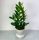 Zamiokulkas Zamifolia